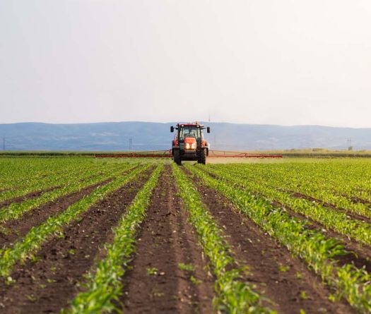 Foreign Competition Chokes Lebanese Agriculture
