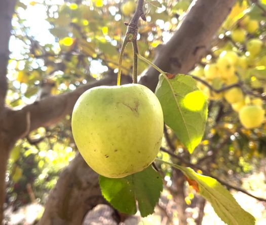 Aqoura: An Apple That Sustains a Mountain