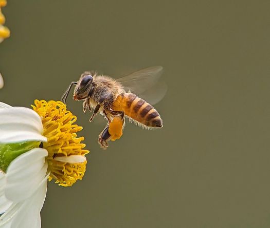 World Bee Day: A Vital Call to Safeguard Our Pollinators