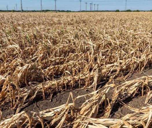 Lebanon’s Dry Season: Agriculture at Risk, but Hope Remains