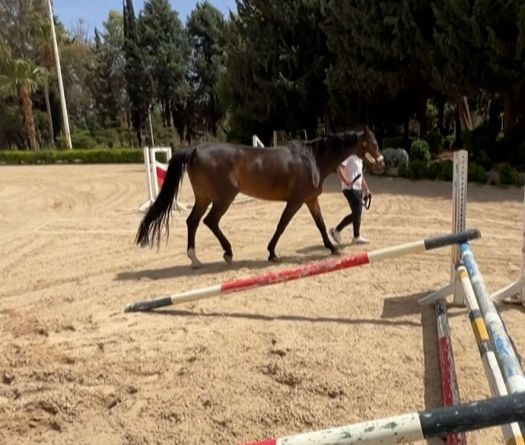 Syria: The Equestrian World Freed from Assad's Grip