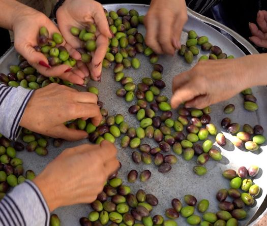 Olives, the Green Gold of Kfarmeshkeh