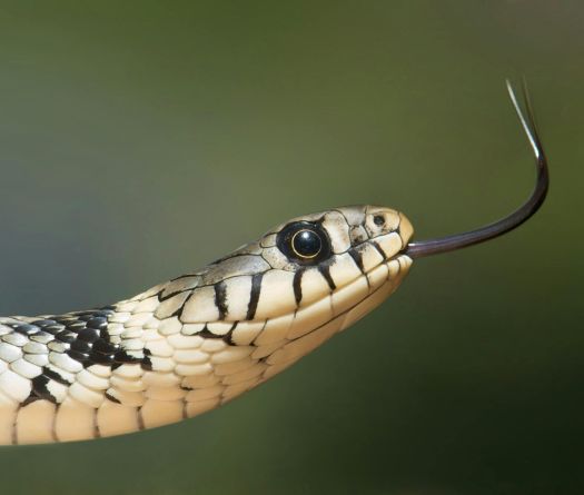 Man Who Let Snakes Bite Him 200 Times Spurs New Antivenom Hope