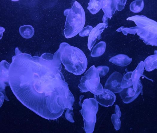 Shifting Jellyfish Season in Lebanon Linked to Climate Change
