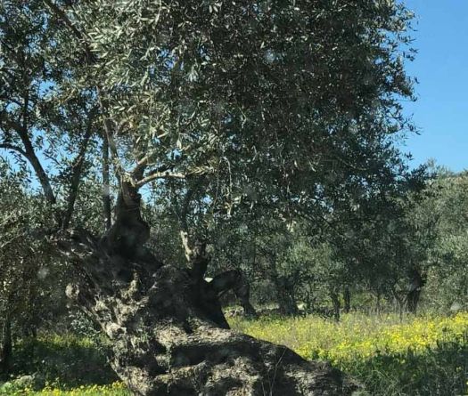 A Sad Season for Olive Harvest in the Border Zone