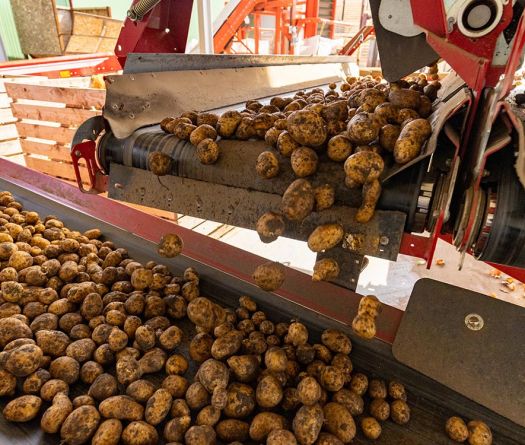 Lebanese Potatoes: Tubers, Challenges and Export Hopes