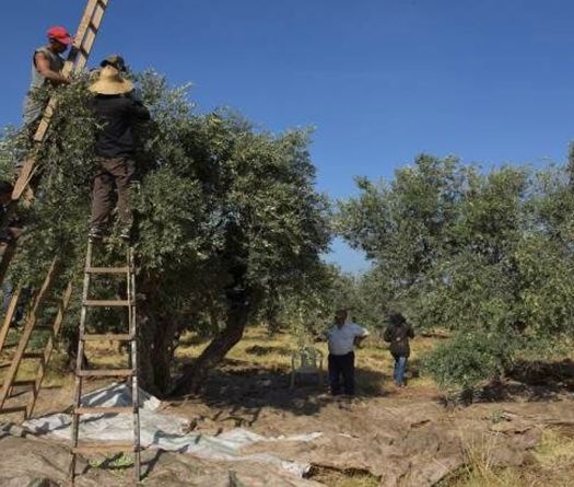 Phosphorus Not Detected in Olive Trees of Southern Lebanon