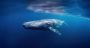 Et si les baleines nous parlaient? L’intelligence artificielle tend l’oreille