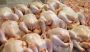 Une tentative de contrebande de 500 kg de poulet avarié déjouée à Qaa
