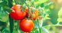 La tomate libanaise fait sa diva : les prix s’enflamment sur les étals