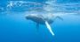 What If Whales Could Speak? AI Is Listening In