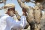 L’or blanc d’Oman: les arbres à encens