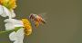 Journée mondiale des abeilles: un appel urgent à leur protection