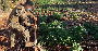 Destruction de plantations de cannabis et saisie de drogues à Baalbeck
