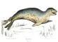 Underwater Serenade: The Surprising Songs of Leopard Seals