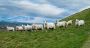 Soaring Sheep Prices Mark Eid al-Adha Preparations Across Arab World