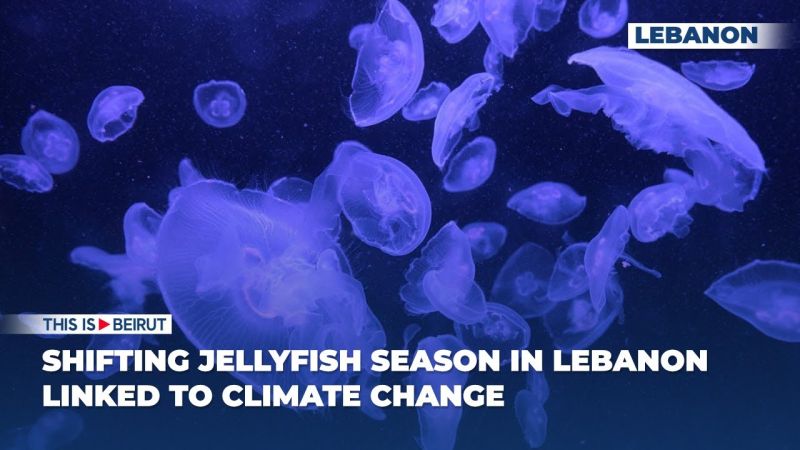 Shifting Jellyfish Season in Lebanon Linked to Climate Change
