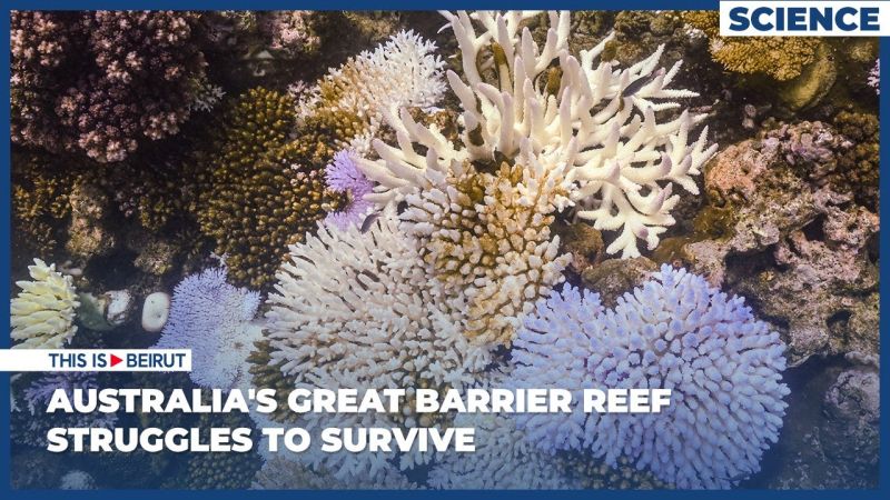 Australia's Great Barrier Reef Struggles to Survive