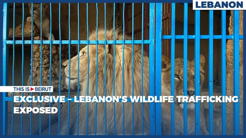 EXCLUSIVE – Lebanon’s Wildlife Trafficking Exposed