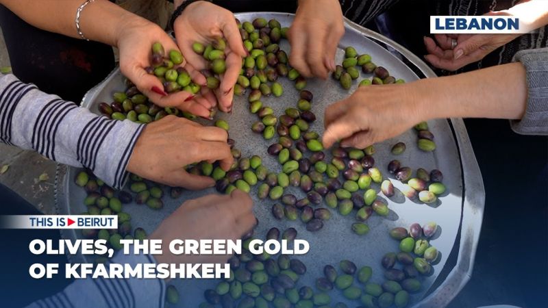 Olives, the Green Gold of Kfarmeshkeh