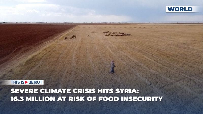 Severe Climate Crisis Hits Syria: 16.3 Million at Risk of Food Insecurity