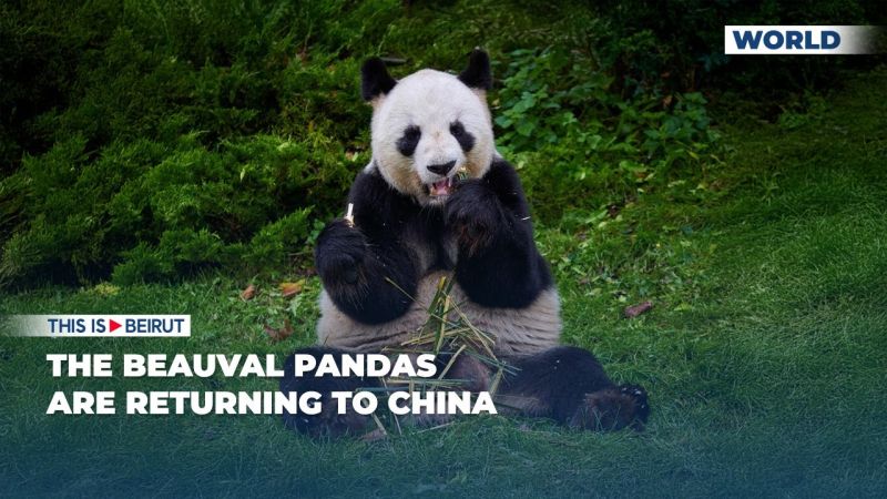 The Beauval Pandas are Returning to China