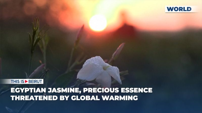 Egyptian Jasmine, Precious Essence Threatened by Global Warming