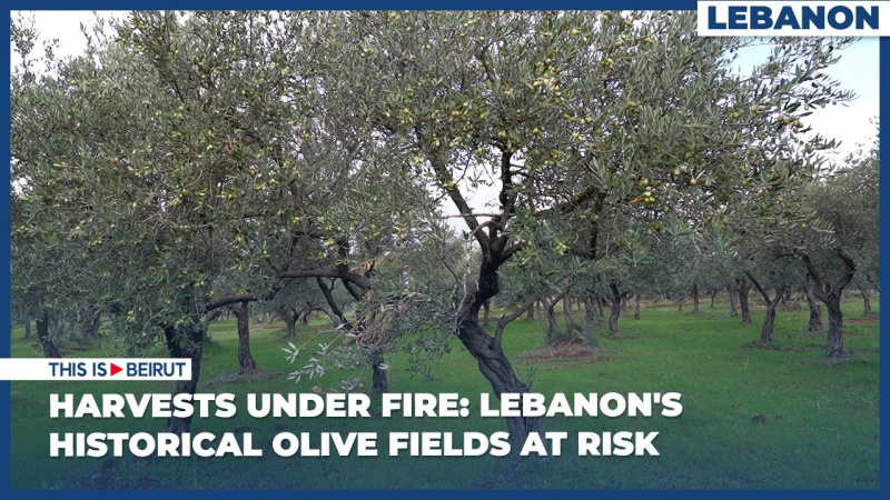 Harvests Under Fire: Lebanon's Historical Olive Fields at Risk